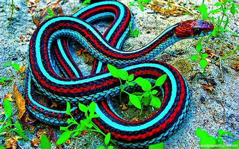 Pin On Snakes Beautiful Snakes Colorful Animals Pet Snake