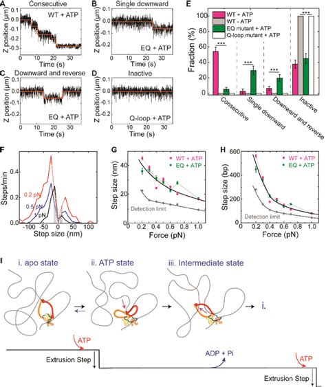 Atp Binding Of Condensin Induces A Single Step In Dna Loop Extrusion