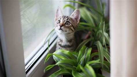 7 best pet-safe indoor house plants | Tom's Guide