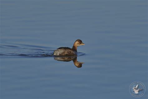 Le Grèbe castagneux Les Oiseaux de Camargue