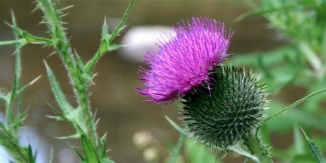 How To Remove Thistles