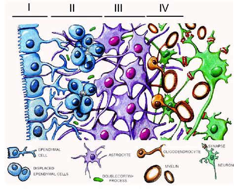 Pdf Cellular Organization Of The Subventricular Zone In The Adult