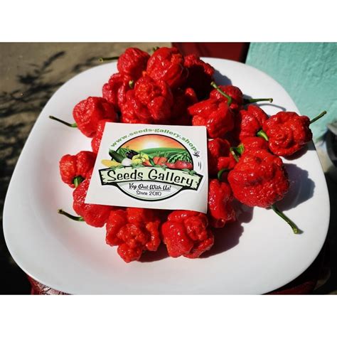 Sementes Pimenta Trinidad Scorpion Morouga Preço 1 95