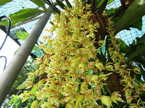 Kinabalu Borneo Orchids Coelogyne Rochussenii In Our Garden