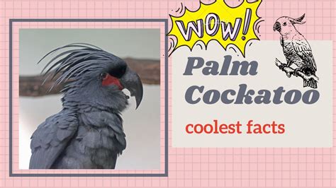 Palm Cockatoo Facts Goliath Cockatoo Great Black Cockatoo Native