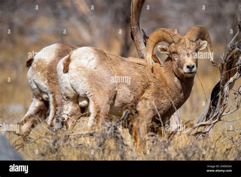 Selective Of A Snow Sheep Ovis Nivicola In A Dry Field Stock Photo