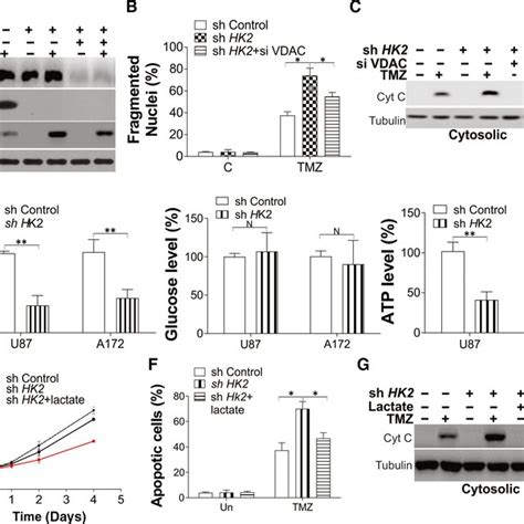 HK2 Mediated Mitochondria Opening And Glycolysis Contributes To