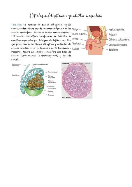 Histología del sistema reproductor masculino apuntes Nurse Students