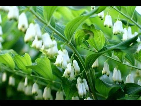 Купена - весеннецветущий многолетник для тени - YouTube
