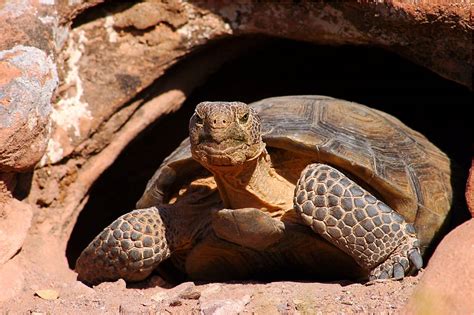 Mojave Desert Tortoise