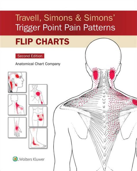 Travell Simons And Simons Trigger Point Pain Patterns Flip Charts By