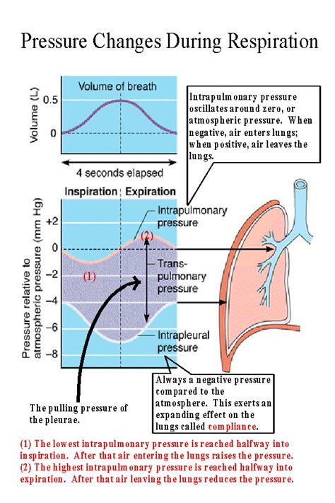 Lungs: Lungs Negative Pressure System