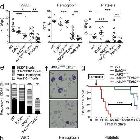 Megakaryocyte Restricted Deletion Of Ezh Contributes To The