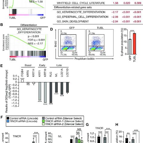 Tubl Expression Promotes Cell Cycle Progression And Inhibits