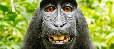 Selfie Do Macaco De Quem São Os Direitos Autorais