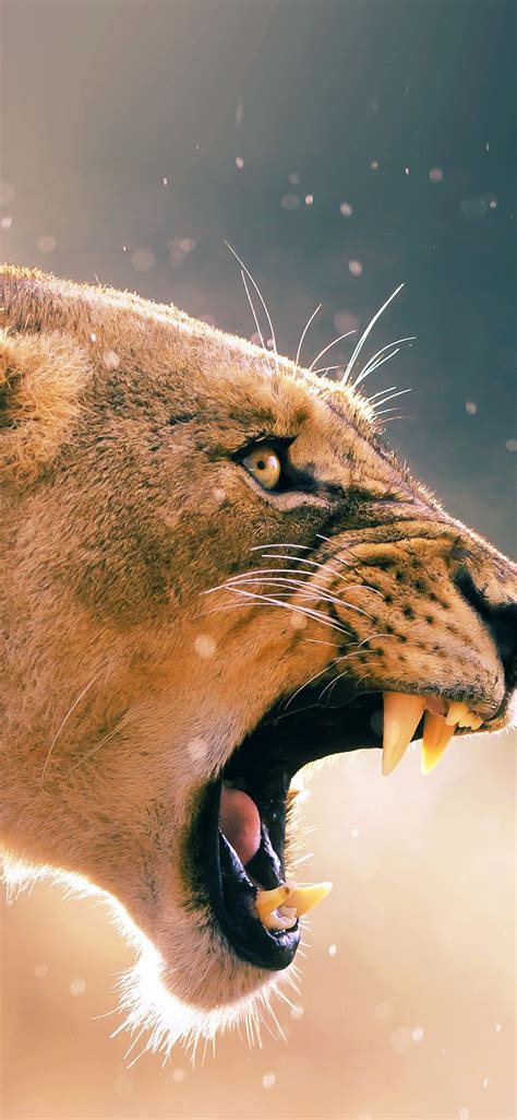 Download Angry Lion Roar Wallpaper - GetWalls.io