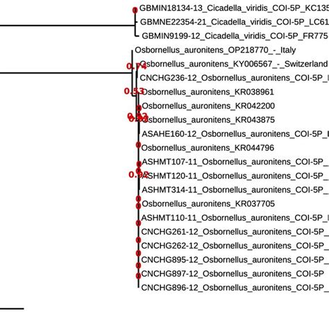 Maximum Likelihood Phylogenetic Reconstruction Of Osbornellus