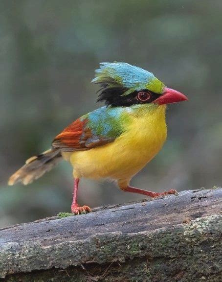 Passerine Bird Insects Cute Birds Animals Beautiful Pretty Birds