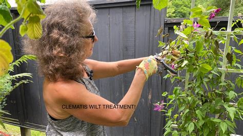 CLEMATIS WILT AND HOW TO TREAT YouTube