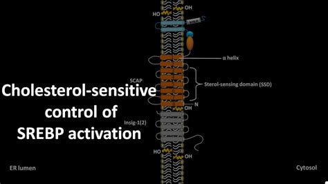 Cholesterol Sensitive Control Of SREBP Activation YouTube