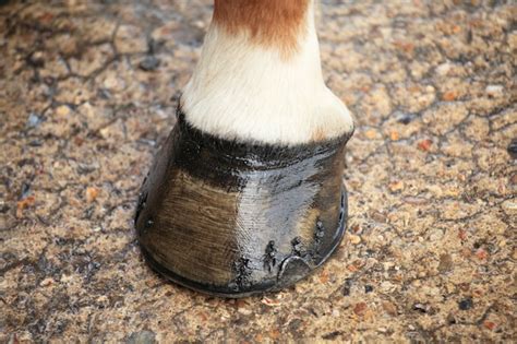 Premium Photo | Horse hoof