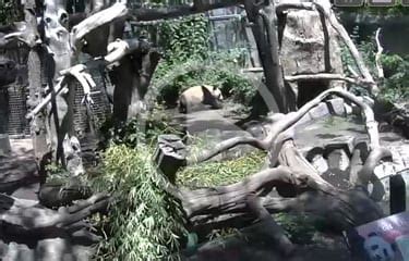 Panda Cam San Diego Zoo - Panda Things