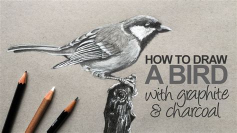 How To Draw A Realistic Bird at Drawing Tutorials