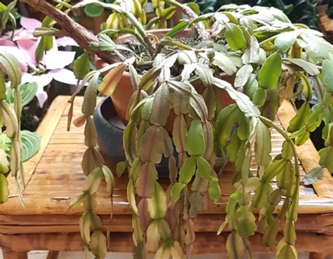 Tips For Transplanting Christmas Cactus Safely Citycacti