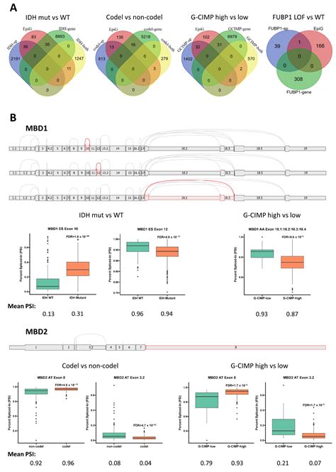 Ijms Free Full Text Impact Of Idh Mutations The 1p 19q Co Deletion