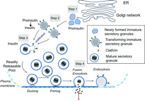 Simplified Diagram Depicts Maturation And Secretory Pathway Of Insulin