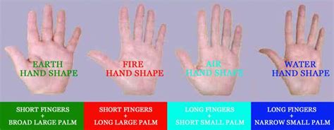 Finger Length What Can Fingers Reveal Basic Palm Reading Palm