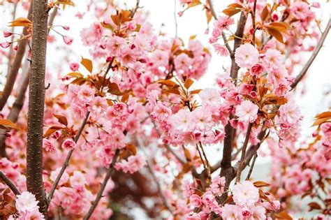 Fleurs De Cerisier Sakura En Fleurs Dans Le Parc Du Jardin Au Début Du