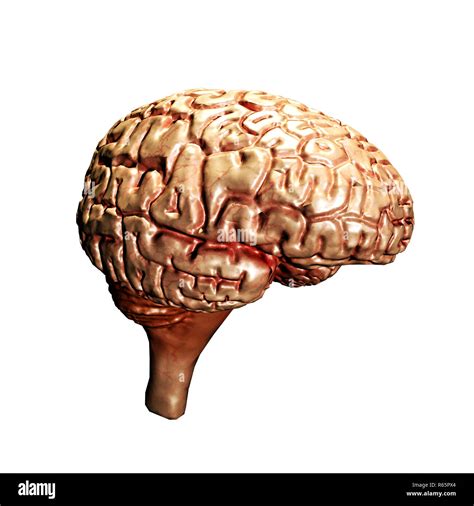 Real Human Brain Anatomy Hi Res Stock Photography And Images Alamy