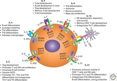 common cytokine receptor  chain family  cytokines