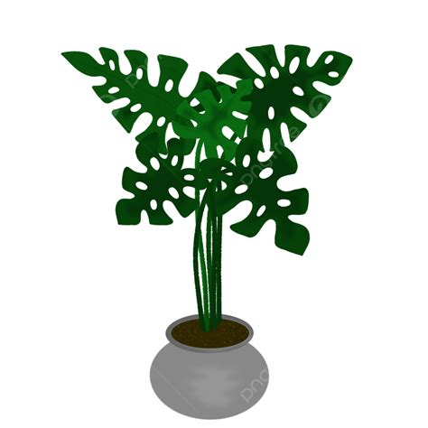 Monstera Plant Png Picture Monstera Plant In The Vas Monstera Leaf