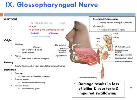 Glossopharyngeal Nerve: Cranial Nerve 9: Anatomy Function, 50% OFF