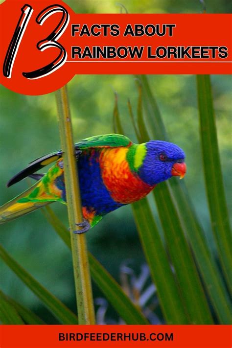 Facts About Painted Buntings With Photos Artofit