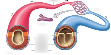 Blood Vessels Diagram Quizlet