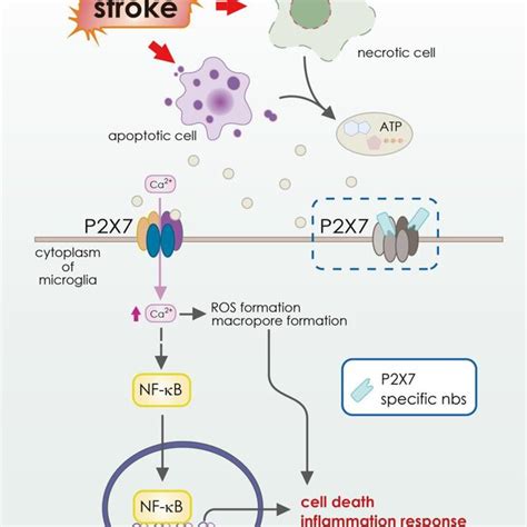 Schematic Illustration Of Function Of Hmgb1 Or Tlr4 In The Pathology Of