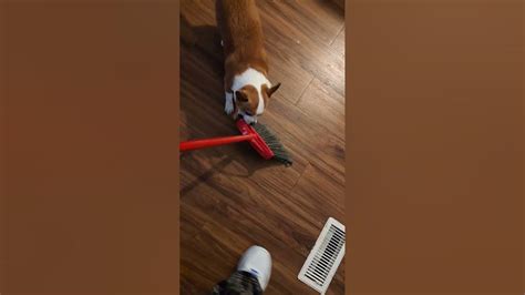😆 My Dog Going Crazy Youtube