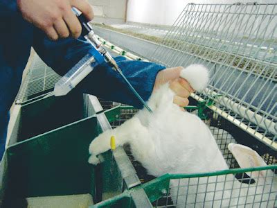 ARTIFICIAL INSEMINATION IN RABBITS