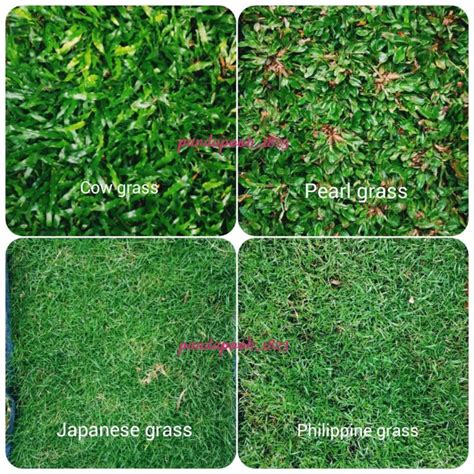 PEMBEKAL RUMPUT HIDUP CARPET GRASS JAPANESE GRASS COW GRASS