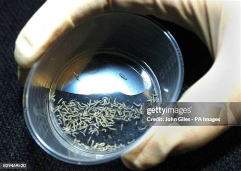 763 Maggot Stock Photos, High-Res Pictures, and Images - Getty Images