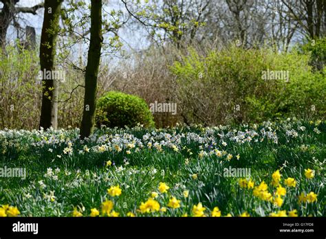 White Yellow Daffodils Narcissus Naturalise Naturalising Naturalised Lawn Spring Flower Flowers