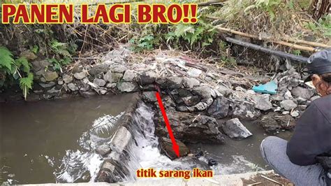 Neter Teruus Bro Ikan Nila Ngumpul Di Bawah Gerojogan Air Youtube