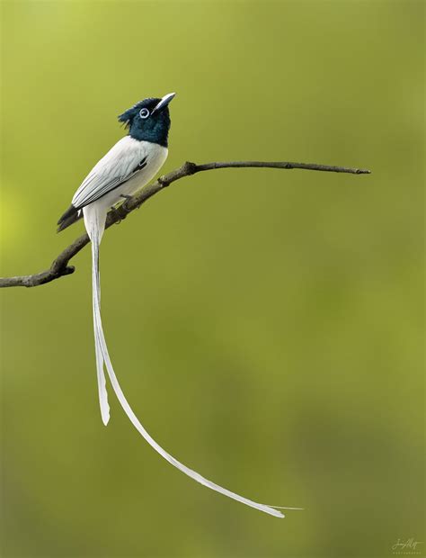 Amur Paradise Flycatcher Jamie Allott Flickr