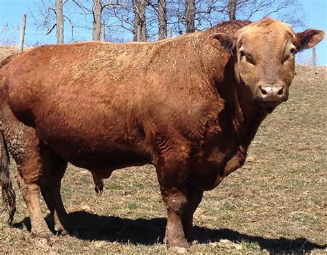 Beefalo (Buffalo + Cow) | Strange hybrid animals | Pictures | Pics | Express.co.uk