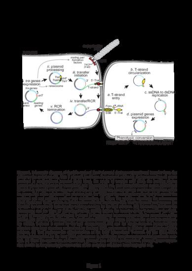 Genes Free Full Text Plasmid Transfer By Conjugation In Gram