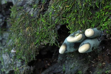 Xylaria Polymorpha El Hongo Dedos De Muerto Marcianos