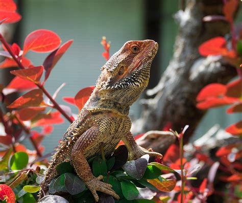 Echse Bartagame Reptil Kostenloses Foto Auf Pixabay Pixabay